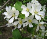 View full-size image Malus baccata