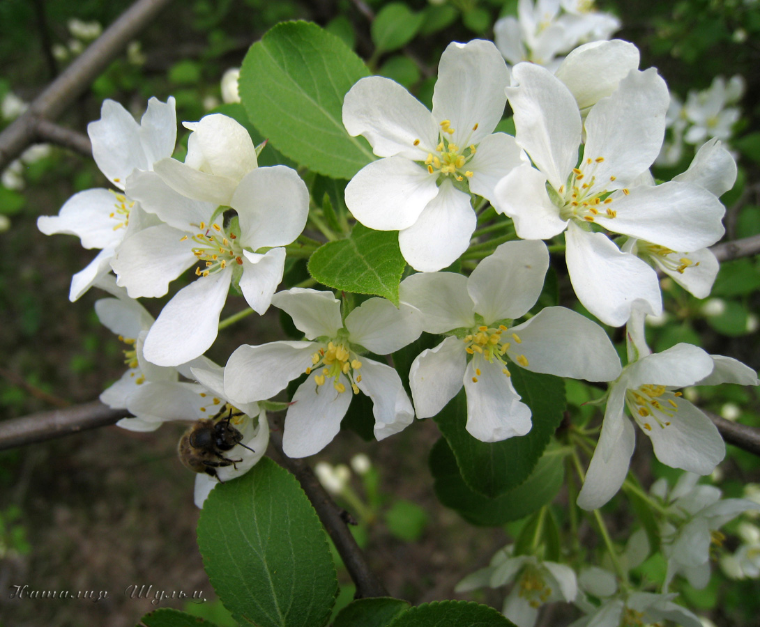 Image of Malus baccata specimen.