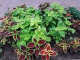 Coleus scutellarioides