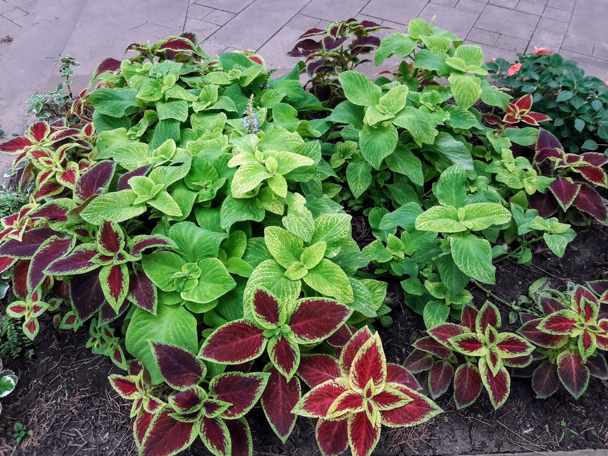 Image of Coleus scutellarioides specimen.