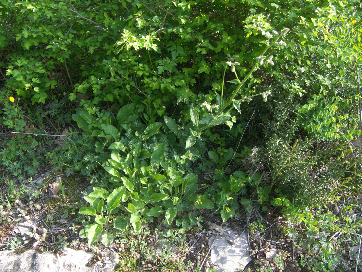 Изображение особи Campanula longistyla.