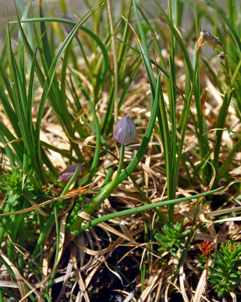 Image of genus Allium specimen.