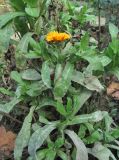 Calendula officinalis