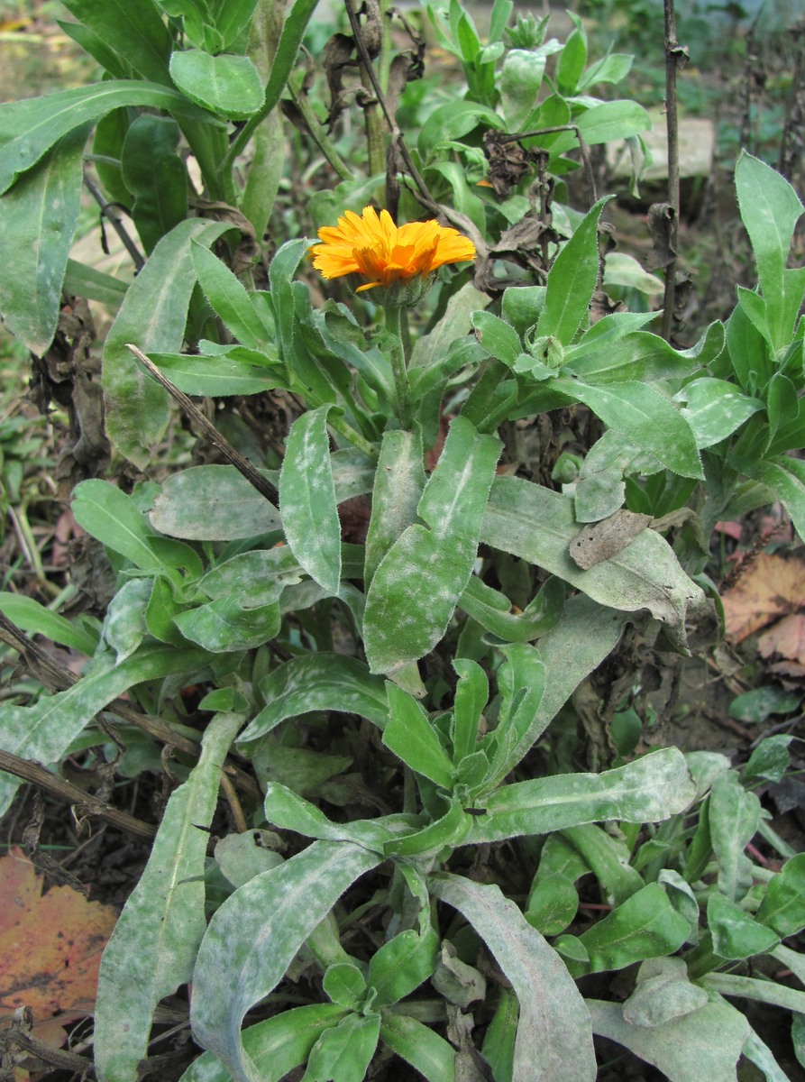 Изображение особи Calendula officinalis.