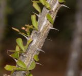 Fouquieria splendens