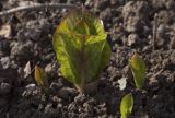 Cardiocrinum cordatum