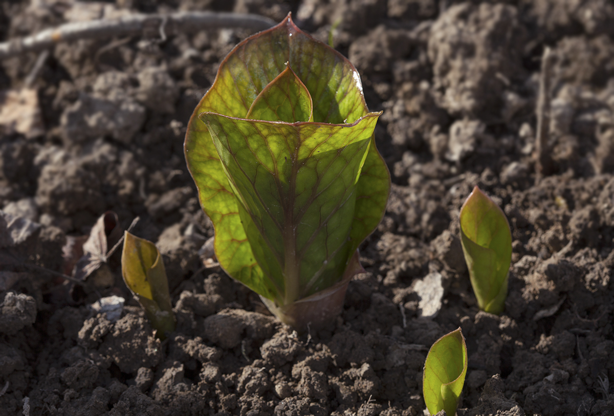Image of Cardiocrinum cordatum specimen.