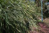 Lomandra longifolia