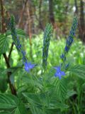 Veronica teucrium. Верхняя часть цветущего растения. Пензенская обл., Спасский р-н, с. Ново-Зубово. 20.06.2010.