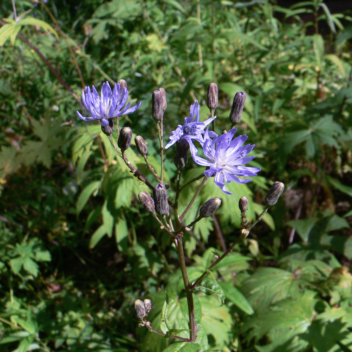 Изображение особи Lactuca sibirica.