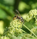 Archangelica decurrens. Расцветающий зонтичек с кормящейся осой Vespula germanica. Казахстан, Восточно-Казахстанская обл., Уланский р-н, окр. с. Украинка, луг. 08.07.2008.