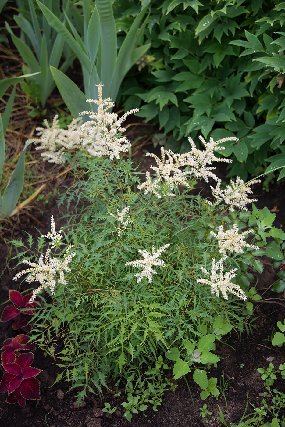 Изображение особи Aruncus dioicus.