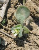 Holosteum umbellatum