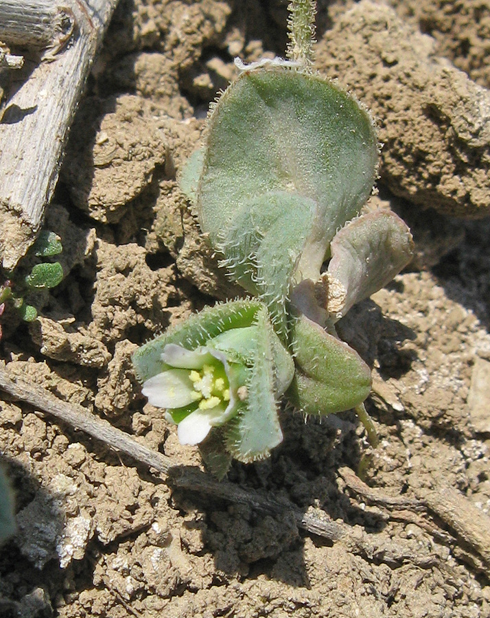 Изображение особи Holosteum umbellatum.