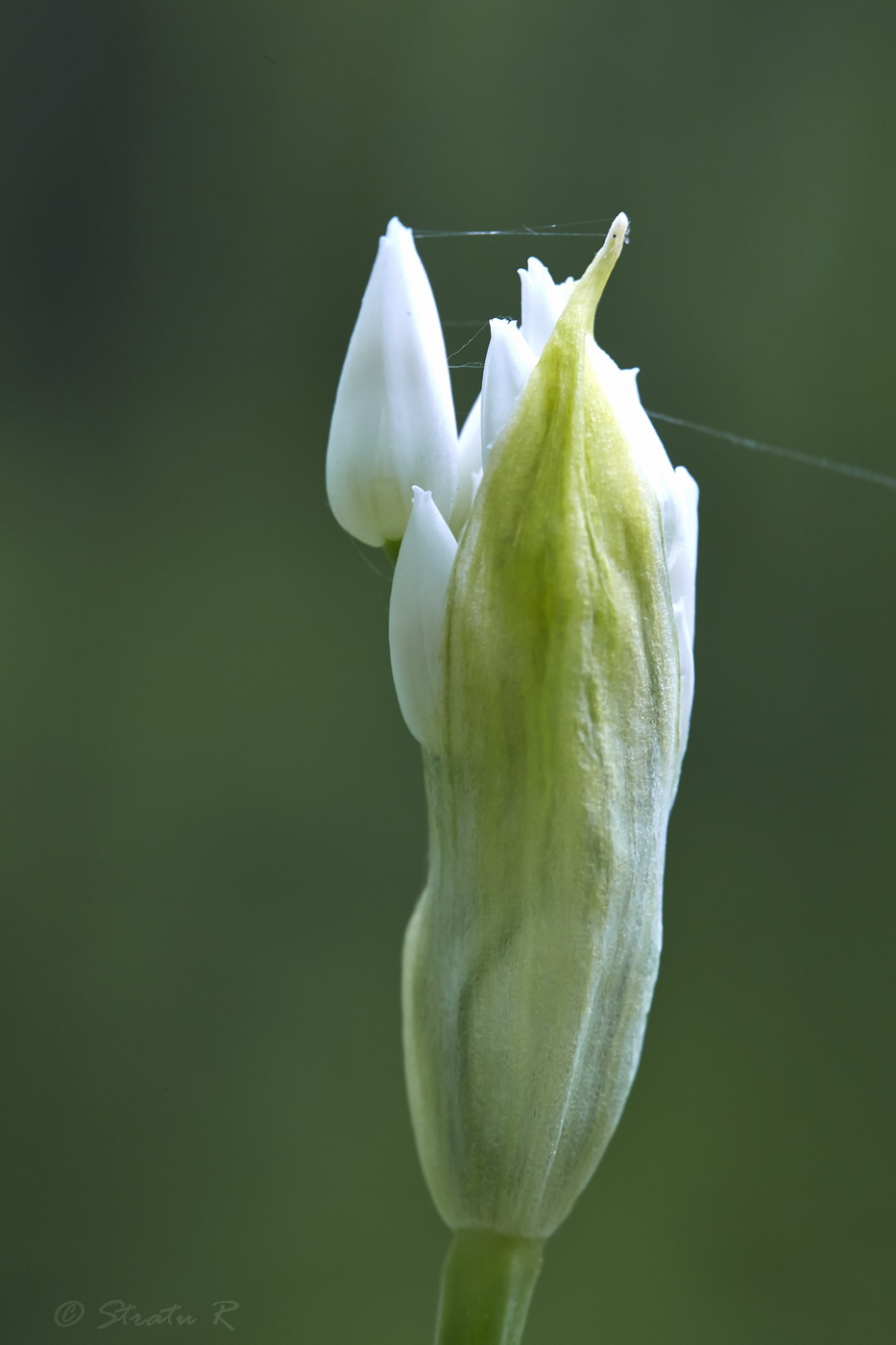 Изображение особи Allium ursinum.