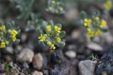 genus Alyssum. Верхушки расцветающих растений. Турция, ил Карс, окр. храма Мрен, открытое каменистое пространство. 18.04.2019.