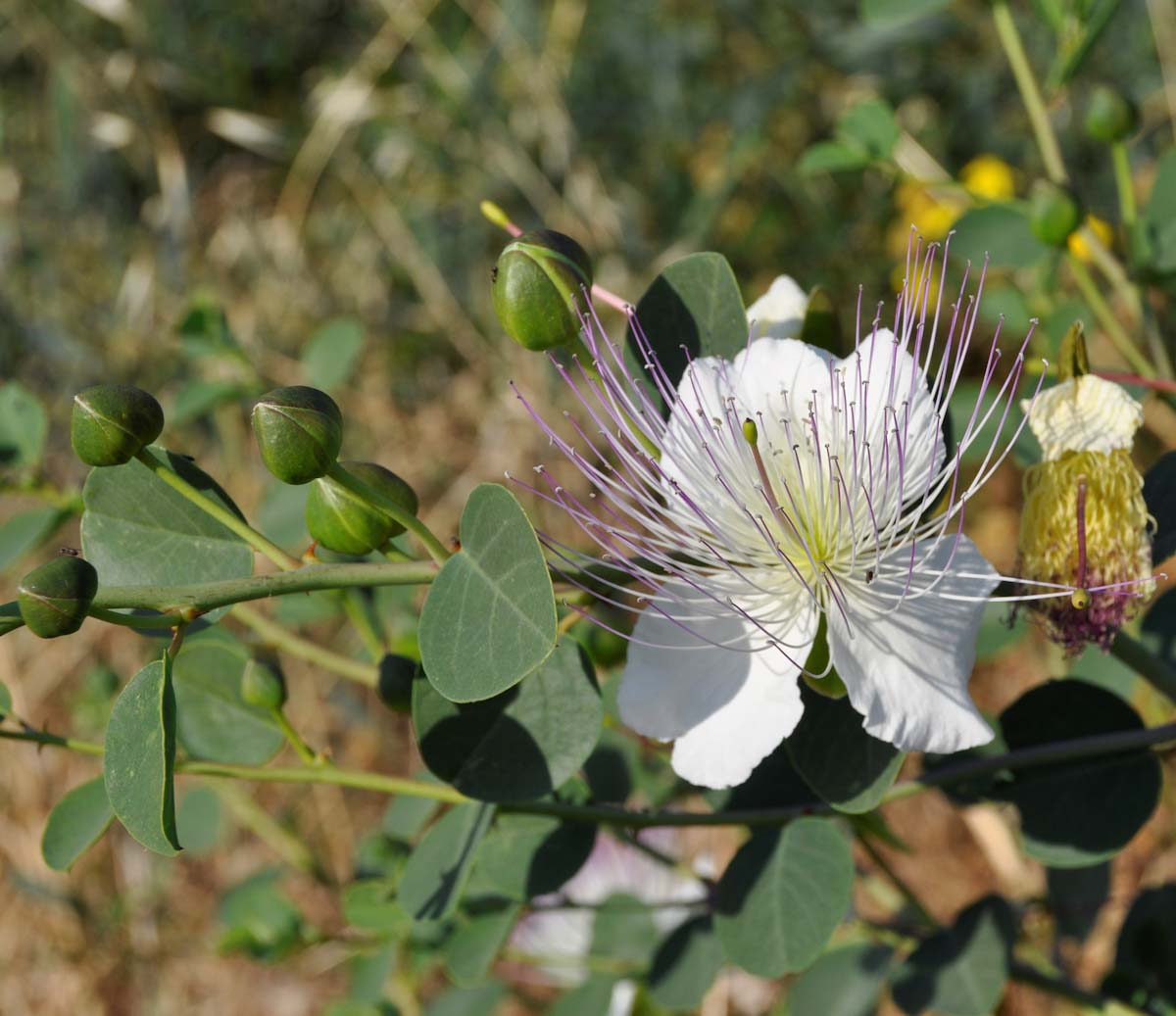 Изображение особи род Capparis.