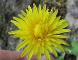 genus Taraxacum. Соцветие. Дагестан, г/о Махачкала, гора Тарки-Тау, затенённый скальный выход. 21.04.2019.