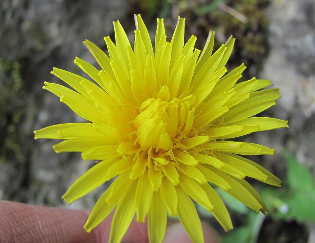 Image of genus Taraxacum specimen.