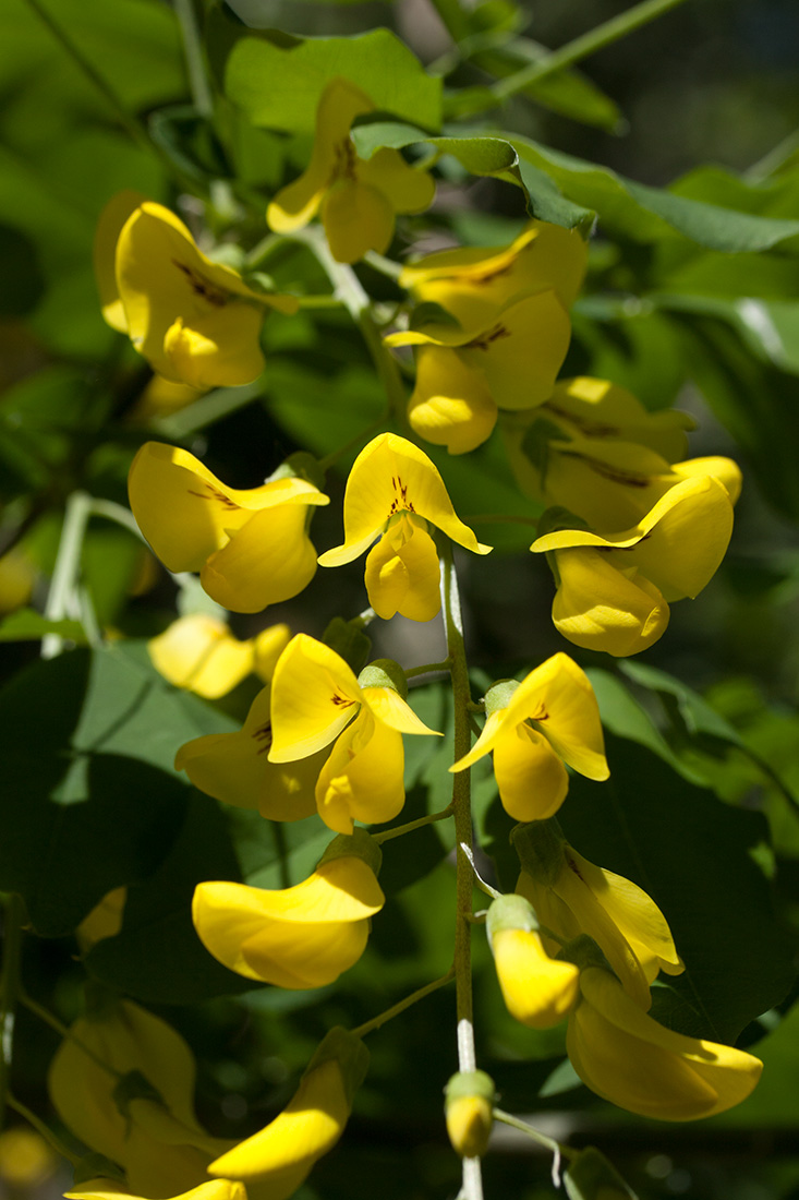 Изображение особи Laburnum anagyroides.