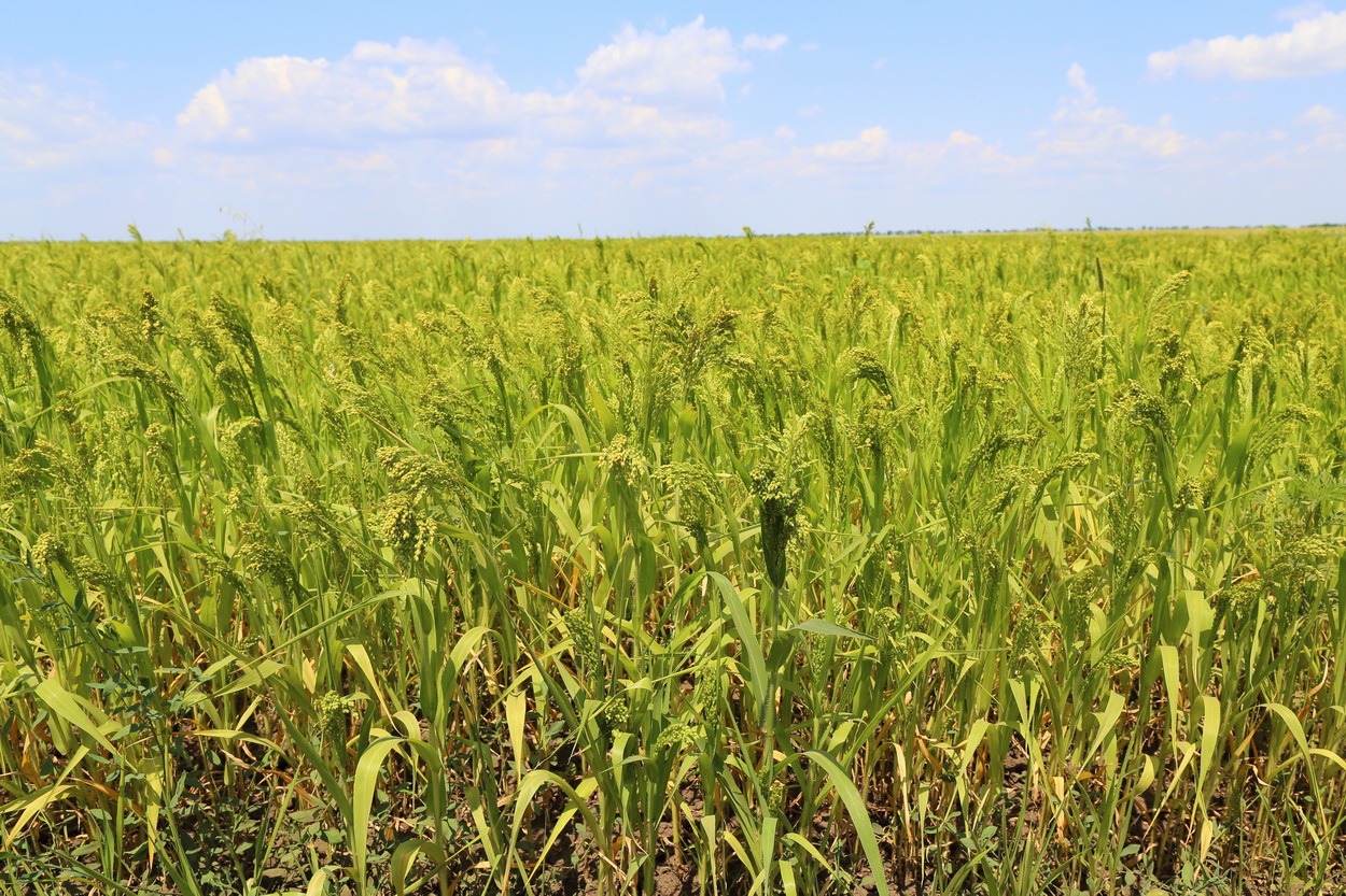 Изображение особи Panicum miliaceum.