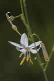 Anthericum ramosum