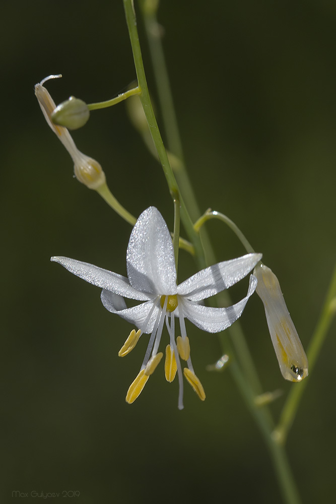 Изображение особи Anthericum ramosum.