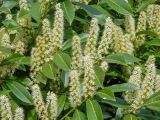 Lauro-cerasus officinalis. Соцветия и листья. Испания, г. Гранада, крепость Альгамбра, Сухой сад, в культуре. 20.04.2018.