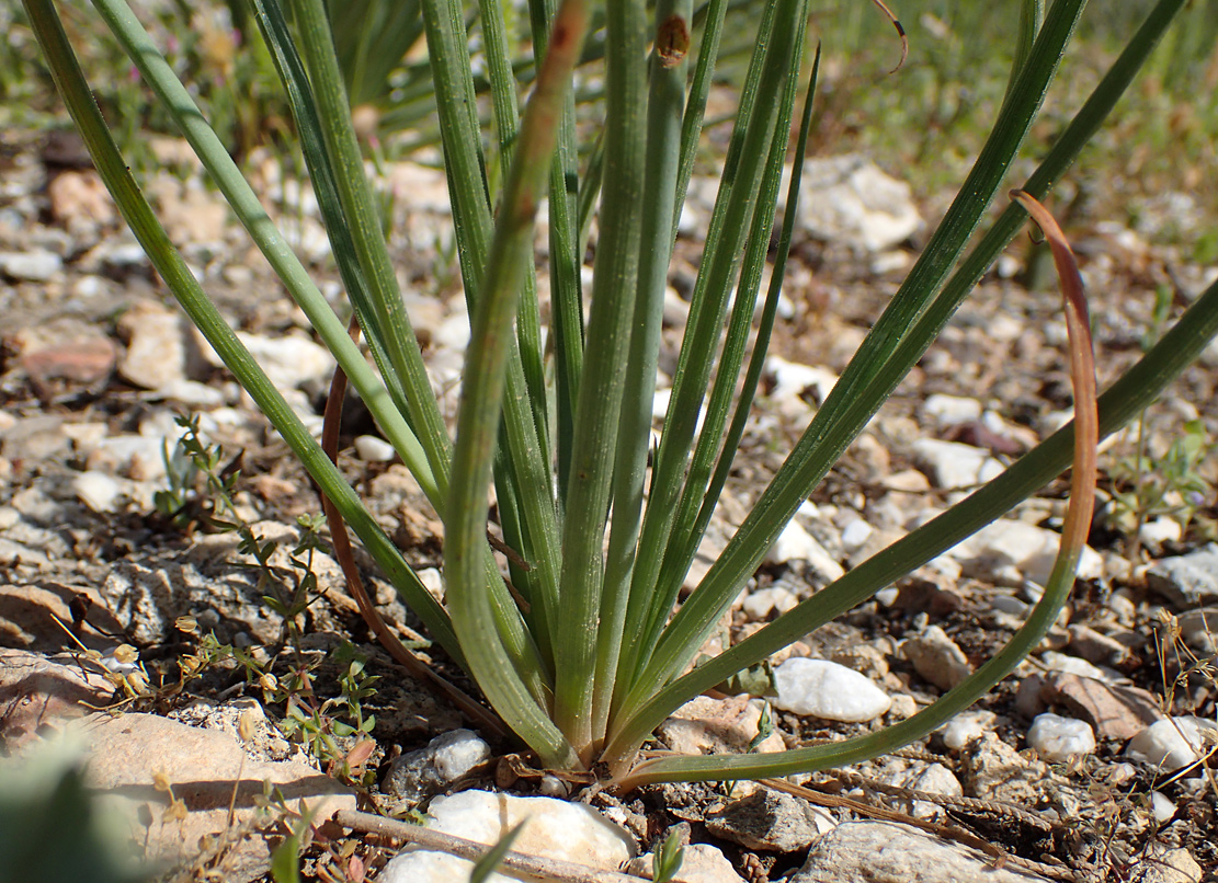 Image of Asphodelus fistulosus specimen.