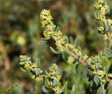 Tetragonia decumbens