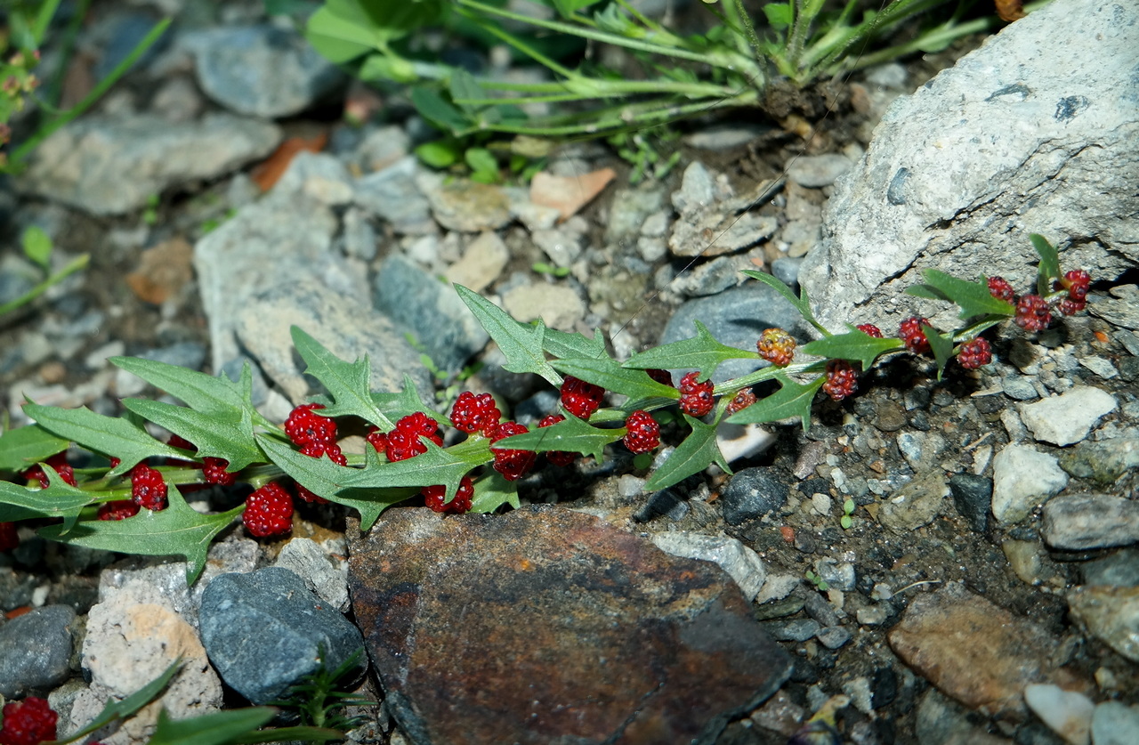 Image of Blitum virgatum specimen.