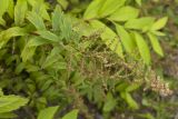 Spiraea schlothgauerae