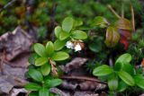 Vaccinium vitis-idaea. Верхушка цветущего растения. Челябинская обл., Верхнеуфалейский гор. округ, гора Аракуль, ≈ 500 м н.у.м., смешанный лес. 02.08.2019.