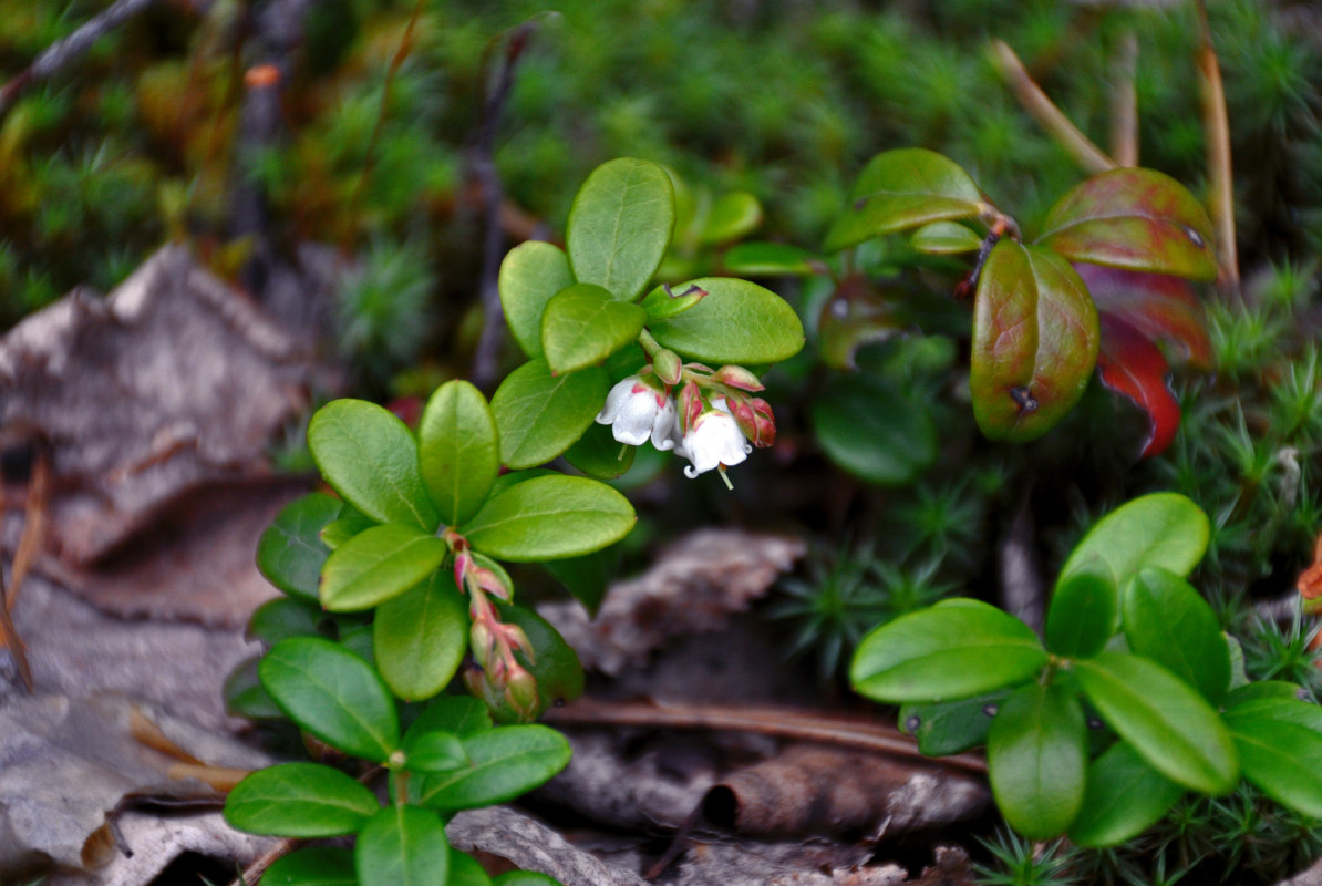 Image of Vaccinium vitis-idaea specimen.