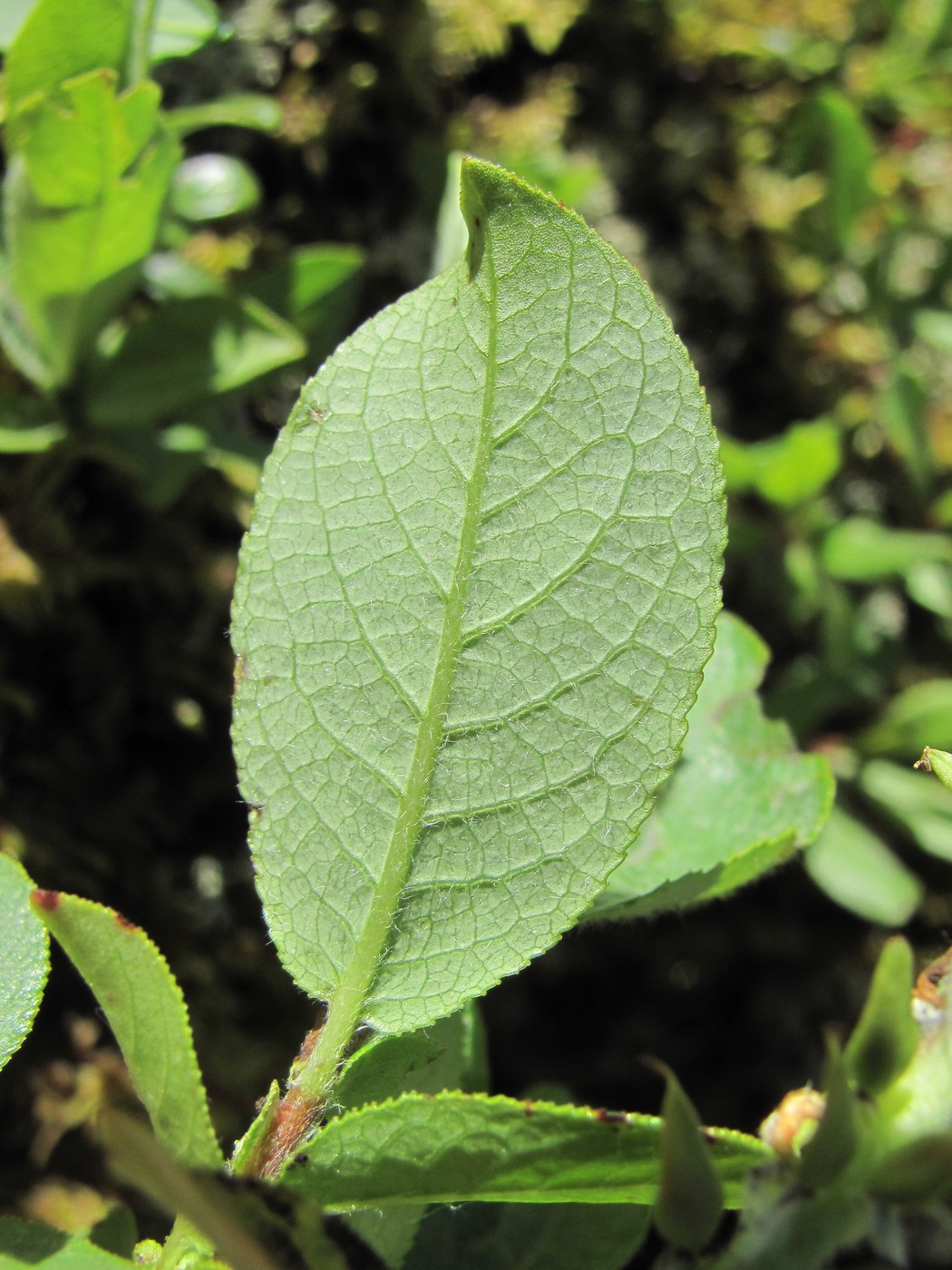 Image of Salix apoda specimen.