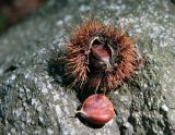 Castanea sativa