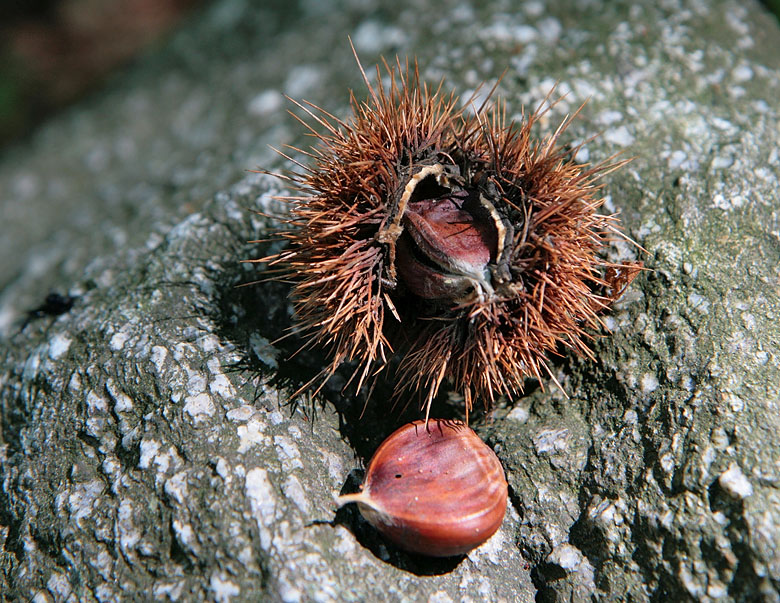 Изображение особи Castanea sativa.