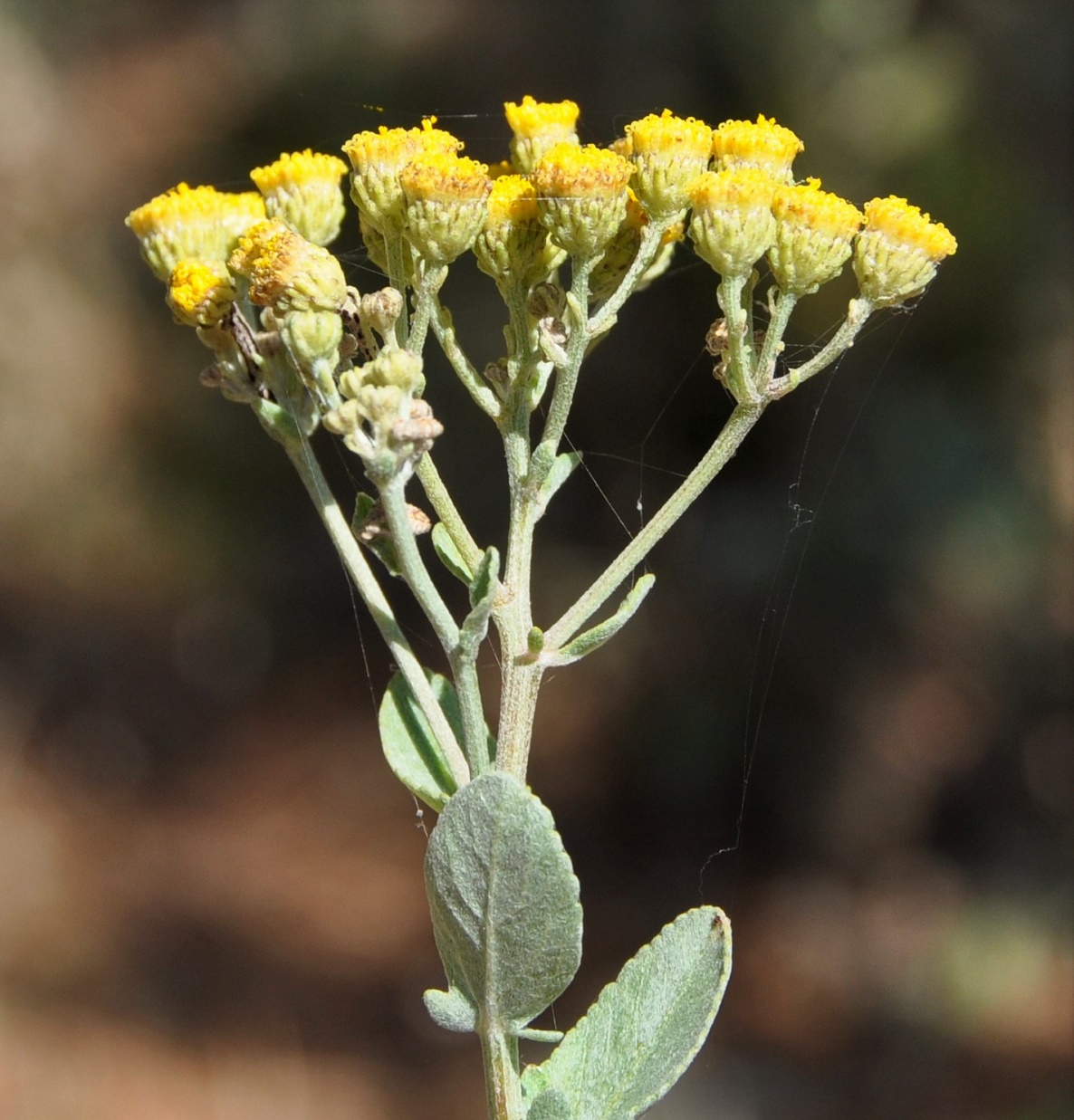 Изображение особи Pyrethrum majus.