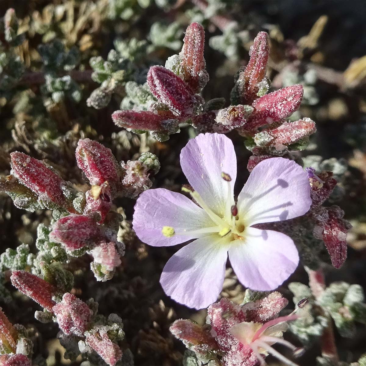 Изображение особи Frankenia chilensis.