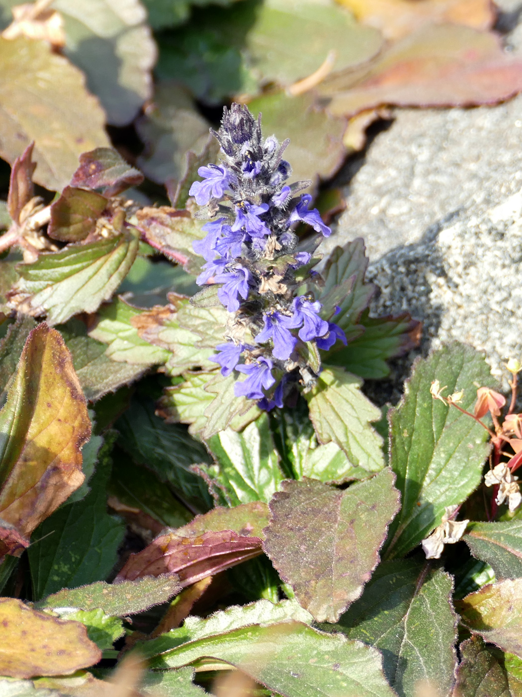 Image of Ajuga genevensis specimen.