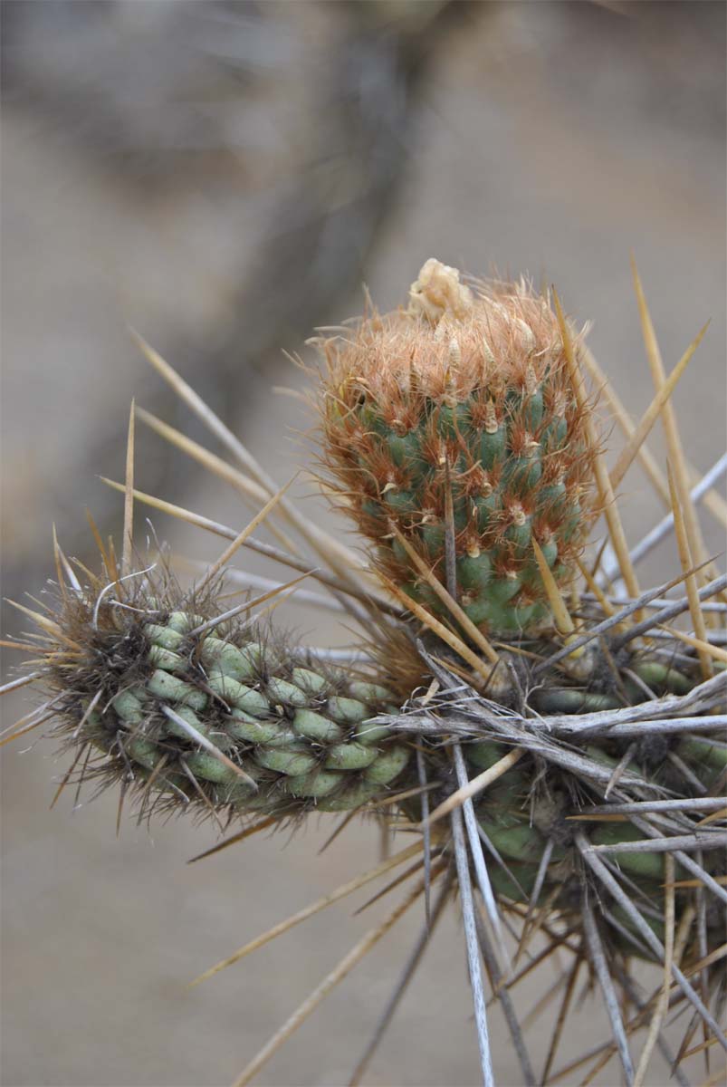 Изображение особи Miqueliopuntia miquelii.