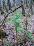 Pinus sibirica. Молодое растение. Санкт-Петербург, Выборгский р-н, парк «Сосновка», в лесу, самосев. 24.12.2019.