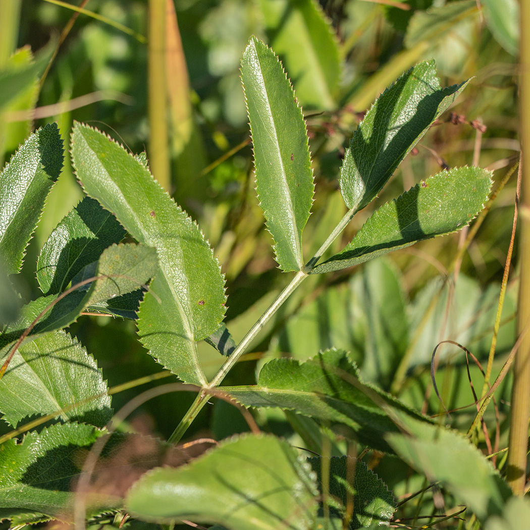 Изображение особи Macroselinum latifolium.