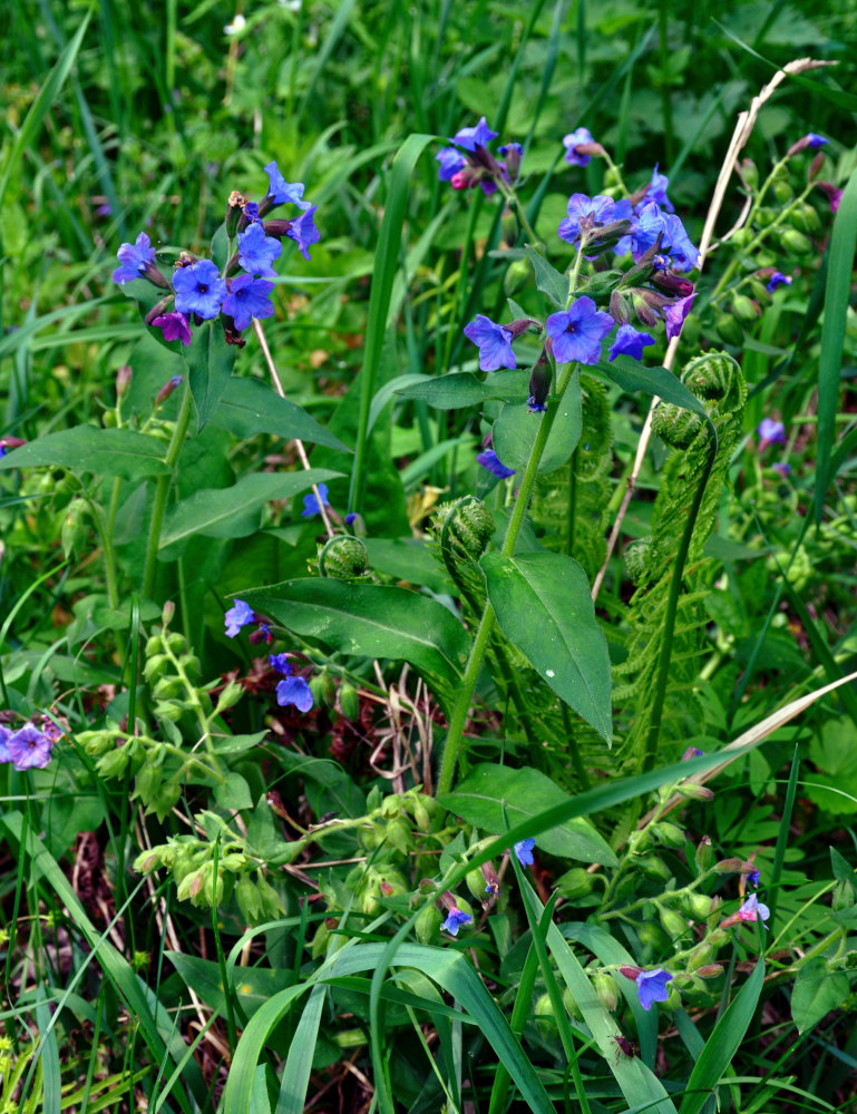 Image of Pulmonaria mollis specimen.