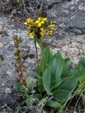 Ligularia altaica. Цветущее растение (слева виден побег Berberis sibirica). Алтай, Кош-Агачский р-н, долина р. Нарын-Гол, ≈ 2200 м н.у.м., каменистый склон. 15.06.2019.