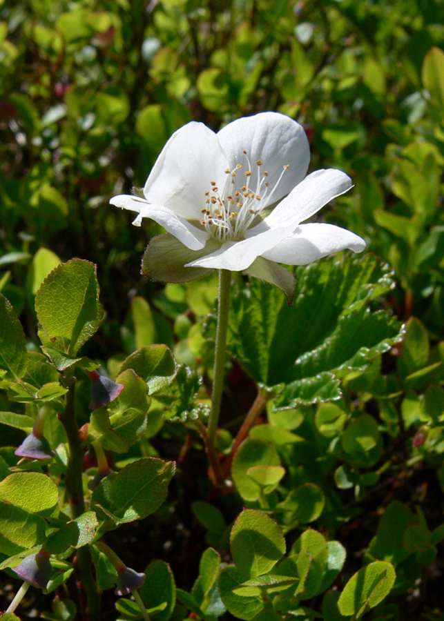 Image of Rubus chamaemorus specimen.