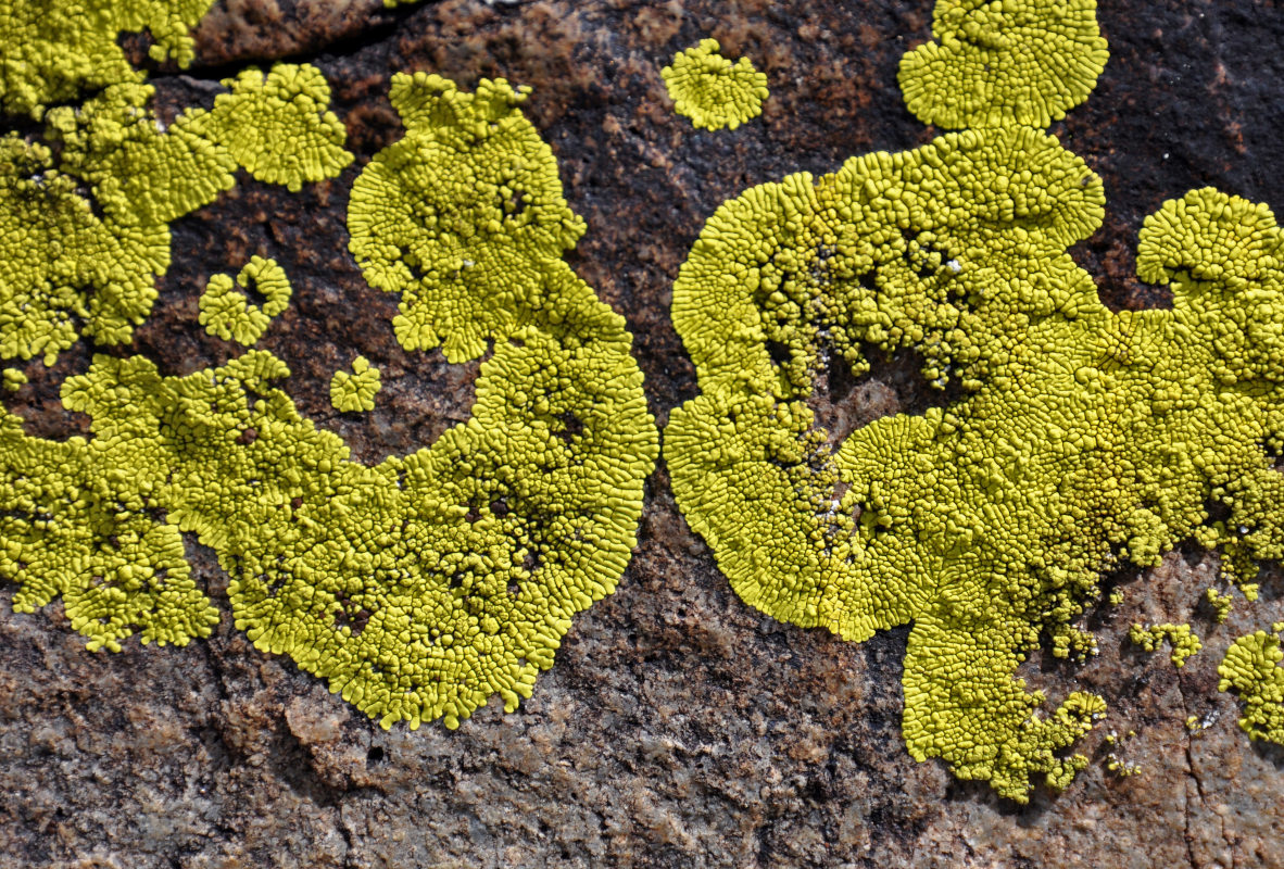 Image of Pleopsidium gobiense specimen.