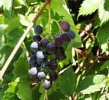 Vitis vinifera. Часть побега с плодами. Крым, г. Судак, сад. 12.08.2018.