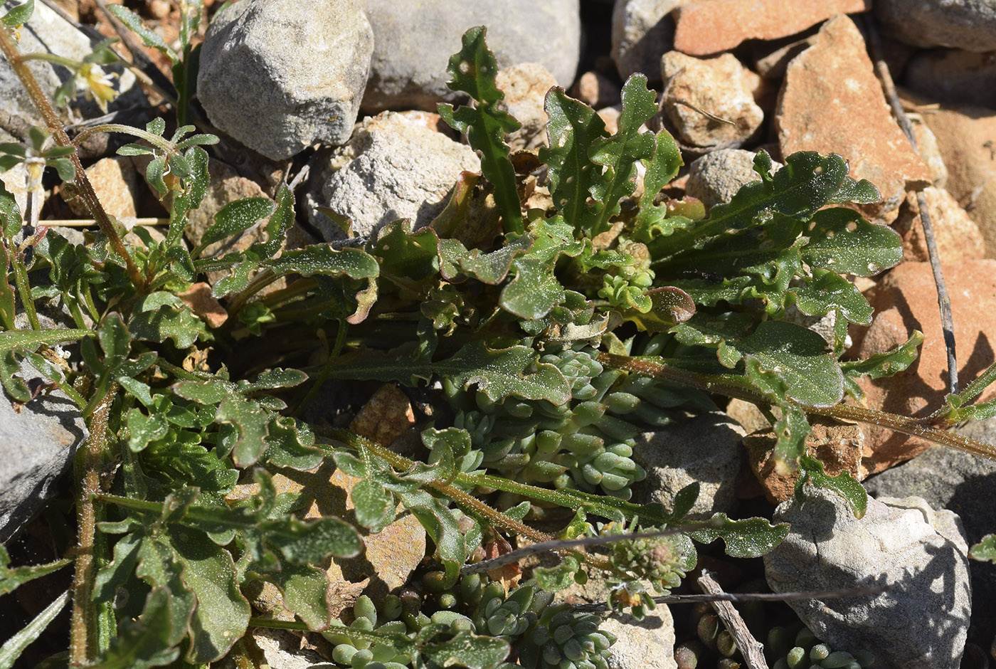 Image of Reseda phyteuma specimen.