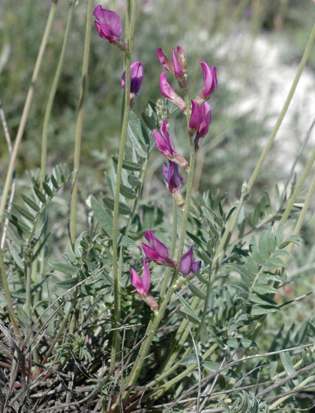 Image of Oxytropis gebleriana specimen.